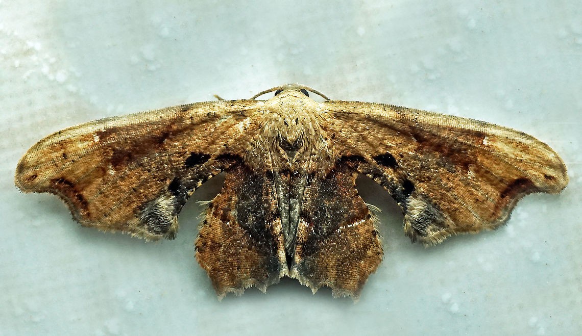 Calledapteryx sp. Dapa, Valle Del Cauca, 2100m