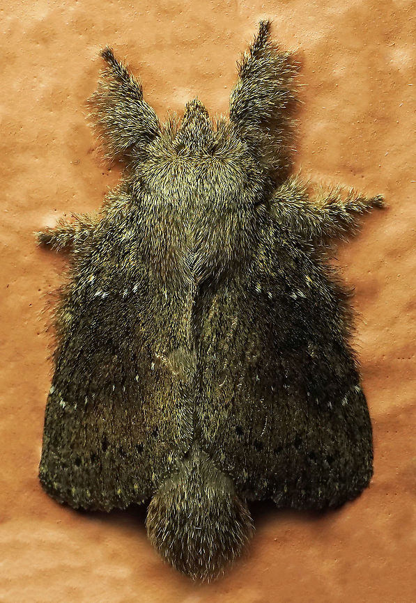 Euglyphis sp. Dapa, Valle Del Cauca, 2100m
