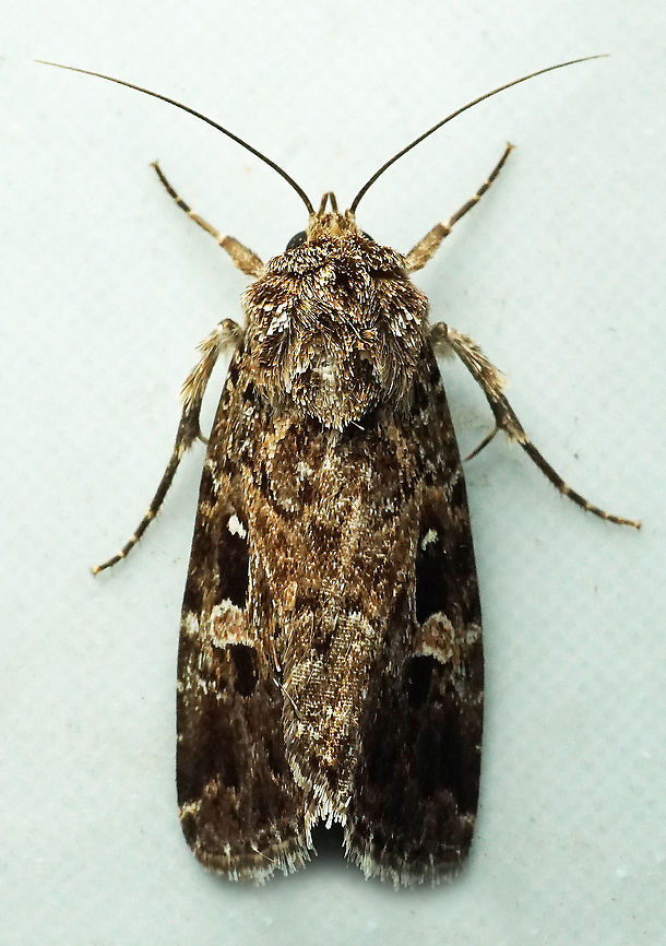 #519 Dapa, Valle Del Cauca, 2100m