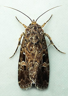 #519 Dapa, Valle Del Cauca, 2100m