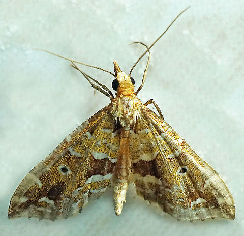 Psaliodes sp. Dapa, Valle Del Cauca, 2100m
