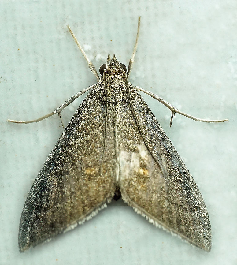 #521 Dapa, Valle Del Cauca, 2100m