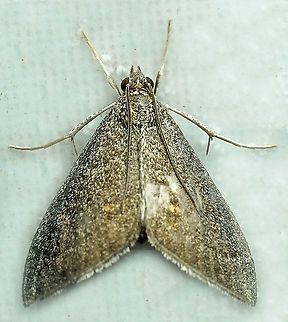 #521 Dapa, Valle Del Cauca, 2100m