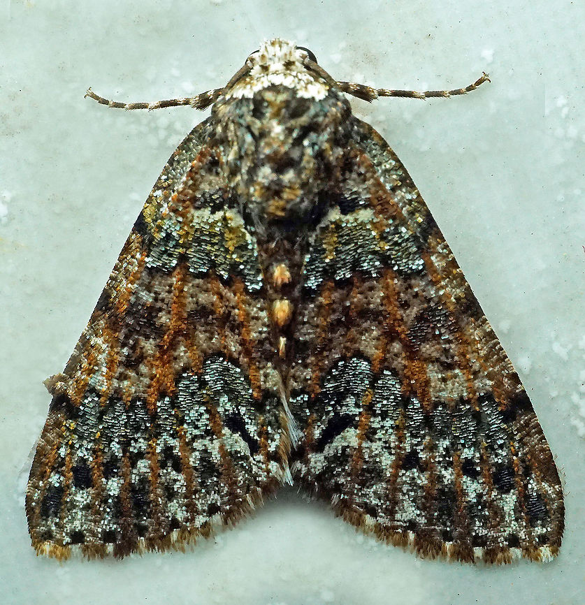 #522 Dapa, Valle Del Cauca, 2100m