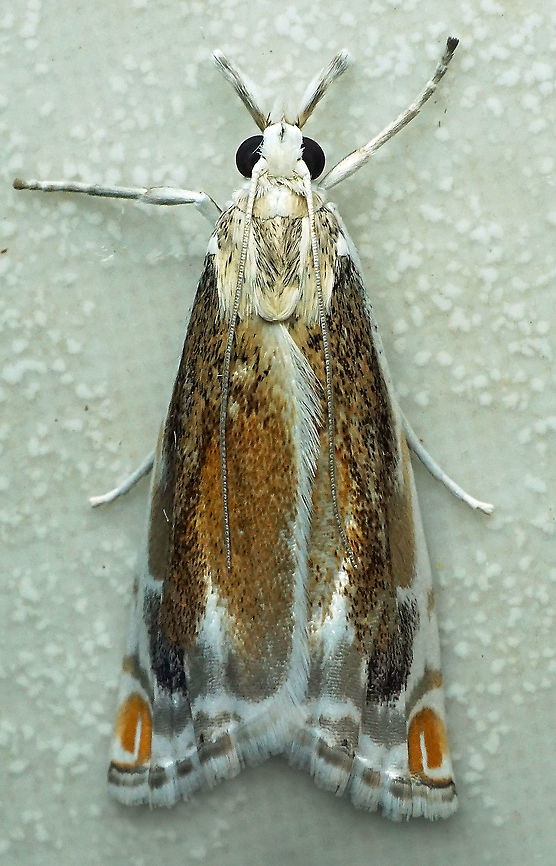 Glyphipterix sp. Dapa, Valle Del Cauca, 2100m