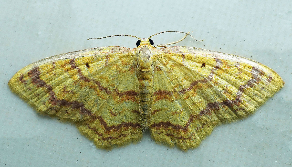 Eois insueta Dapa, Valle Del Cauca, 2100m Eois insueta