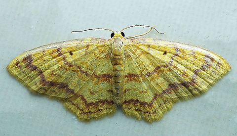 Eois insueta Dapa, Valle Del Cauca, 2100m Eois insueta