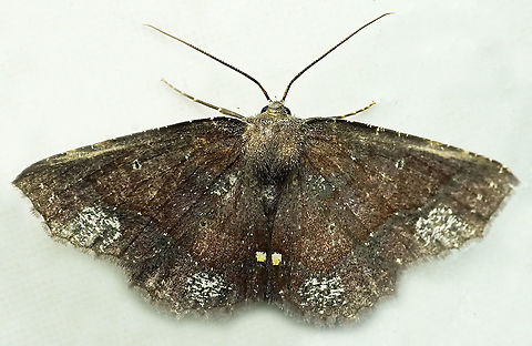 #525 Dapa, Valle Del Cauca, 2100m