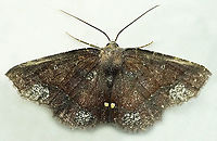 #525 Dapa, Valle Del Cauca, 2100m