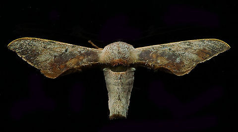 #526 Dapa, Valle Del Cauca, 2100m