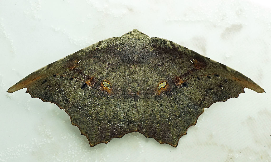 #527 Dapa, Valle Del Cauca, 2100m