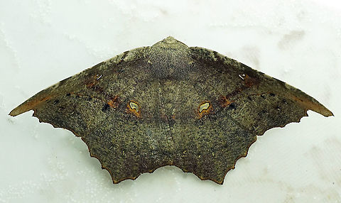 #527 Dapa, Valle Del Cauca, 2100m