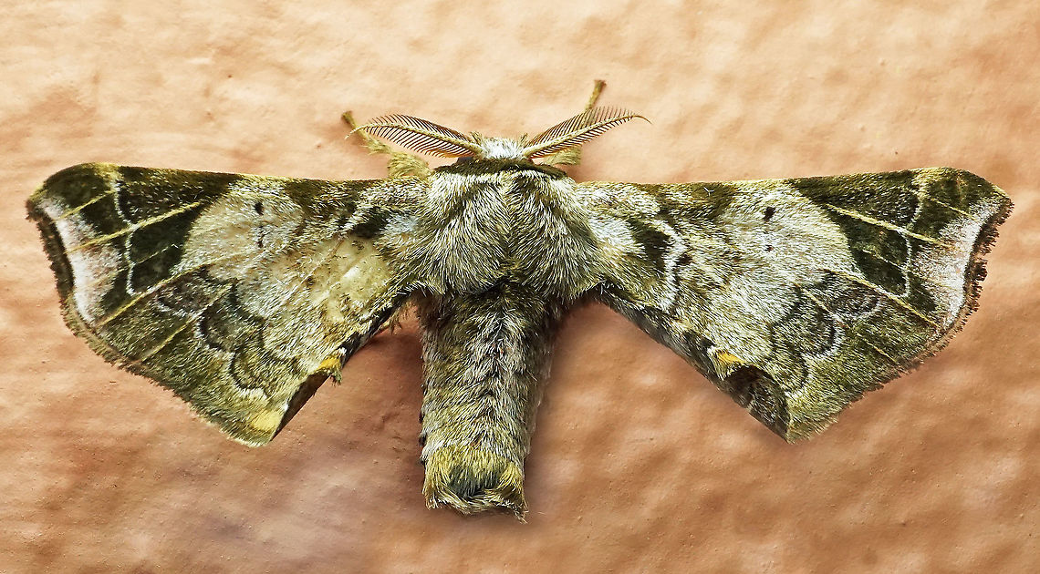Quentalia lividia Dapa, Valle Del Cauca, 2100m Quentalia lividia