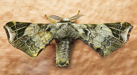 Quentalia lividia Dapa, Valle Del Cauca, 2100m Quentalia lividia
