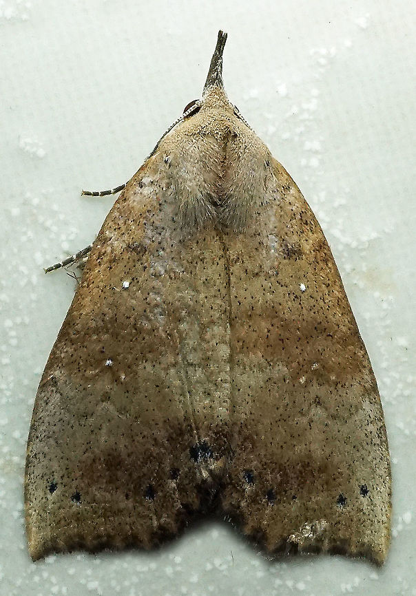 #529 Dapa, Valle Del Cauca, 2100m