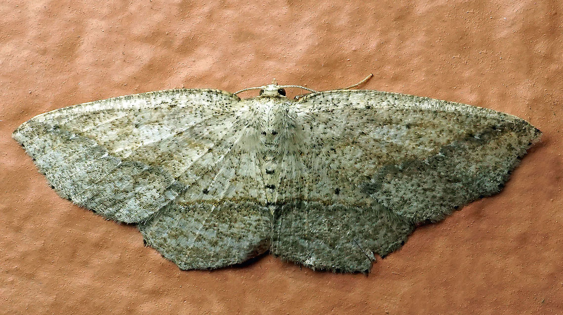 #530 Dapa, Valle Del Cauca, 2100m