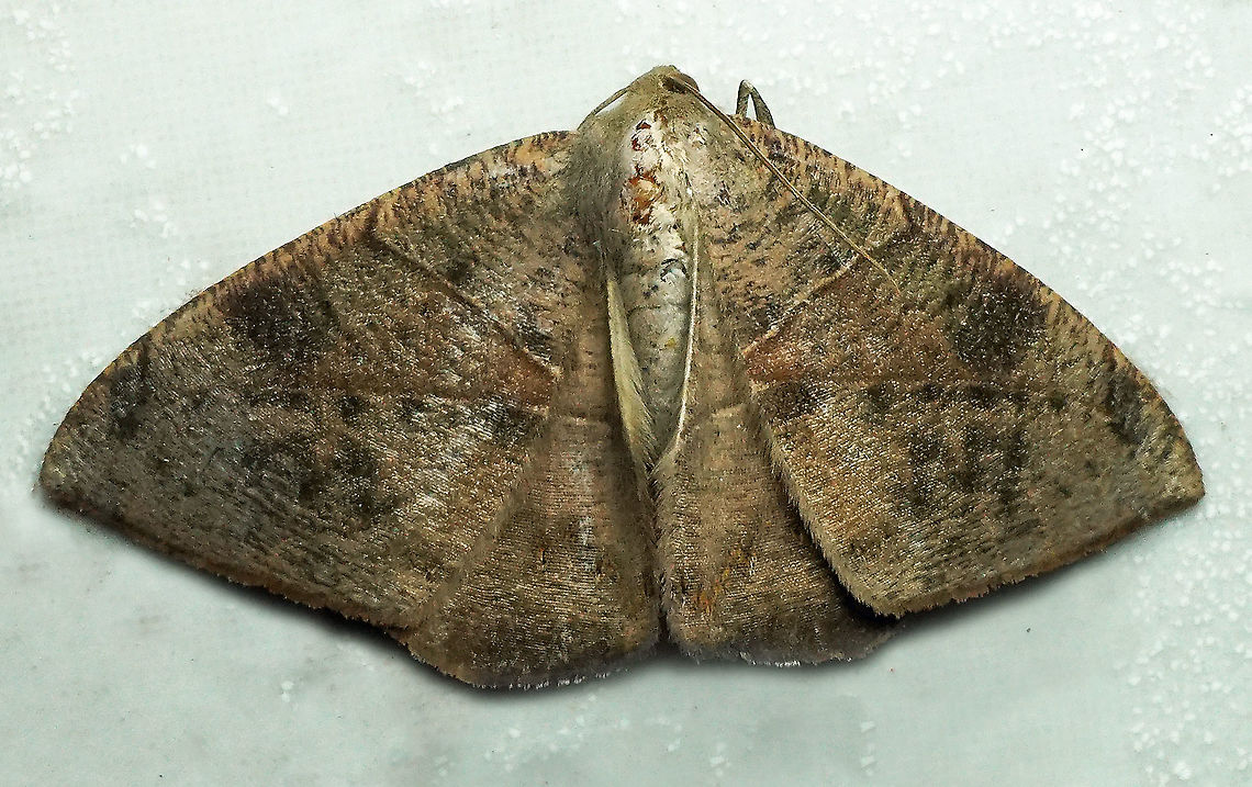 #531 Dapa, Valle Del Cauca, 2100m