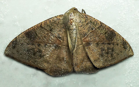 #531 Dapa, Valle Del Cauca, 2100m