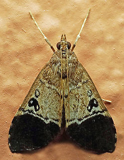 #532 Dapa, Valle Del Cauca, 2100m