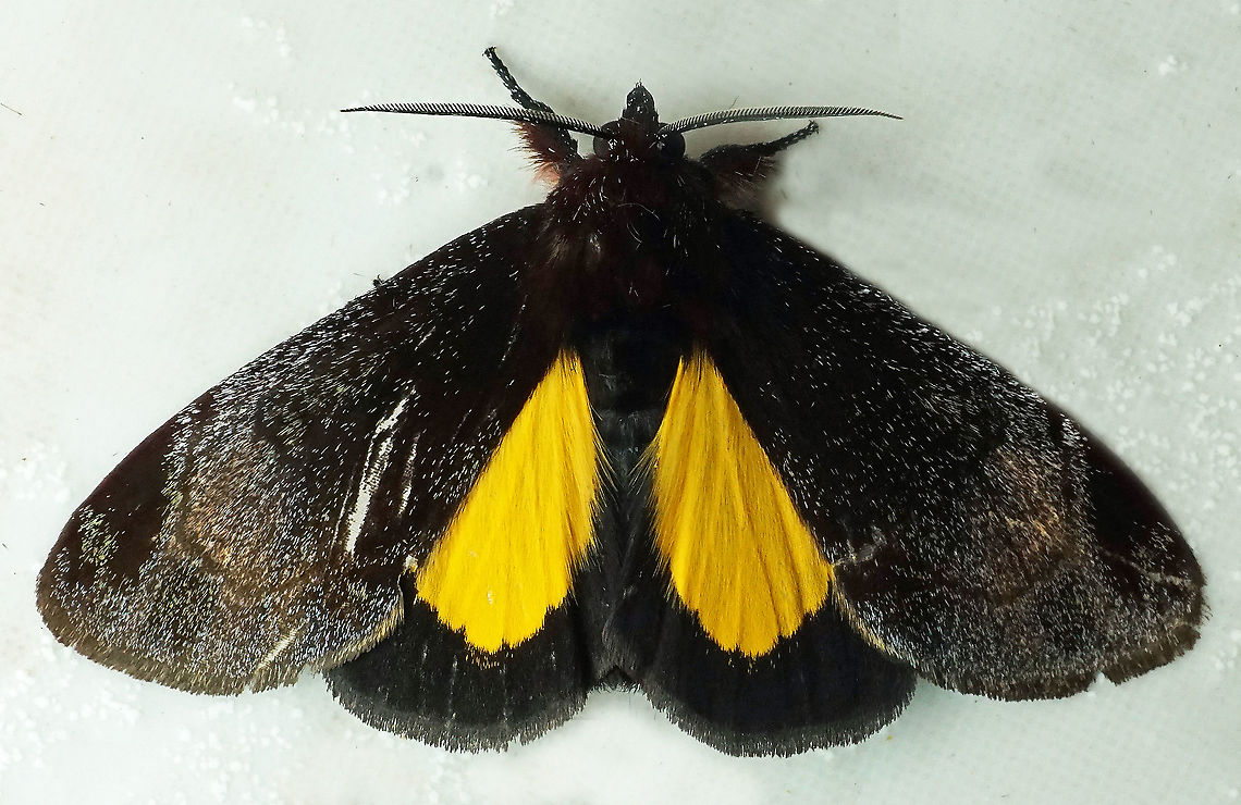 Gerra sevorsa Dapa, Valle Del Cauca, 2100m Gerra sevorsa
