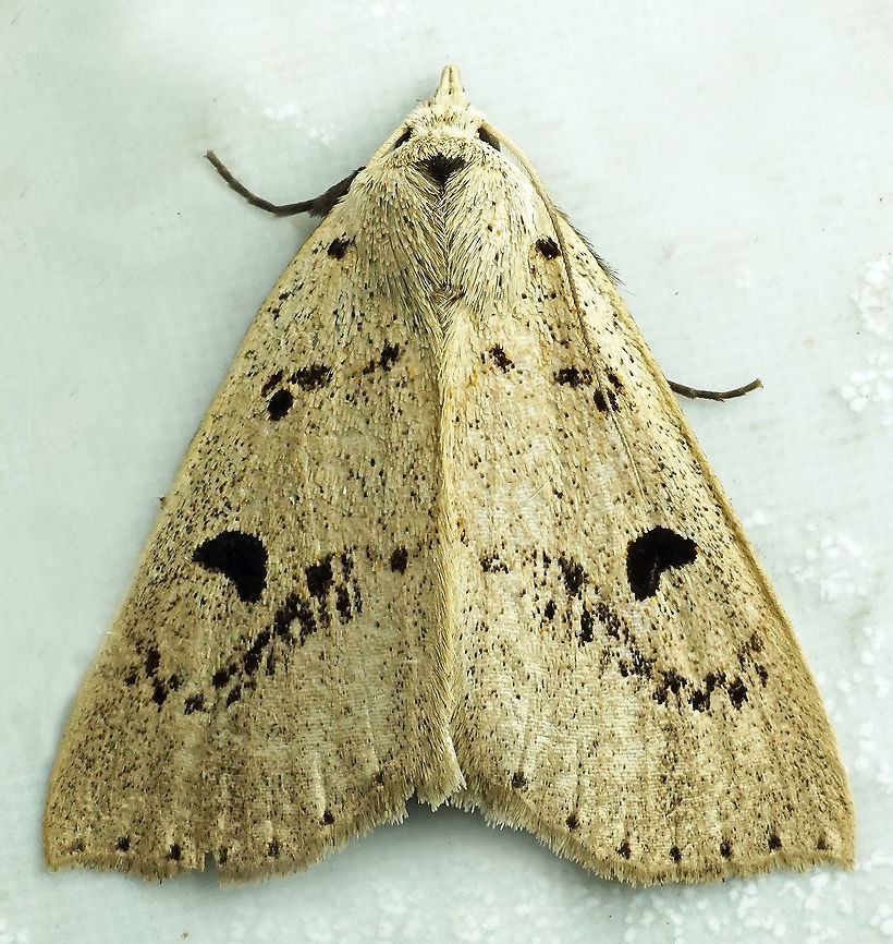 Herminodes partina Dapa, Valle Del Cauca, 2100m Herminodes partina