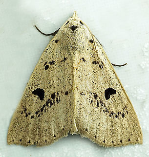 Herminodes partina Dapa, Valle Del Cauca, 2100m Herminodes partina