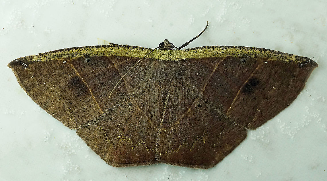 Cimicodes ferruginea Dapa, Valle Del Cauca, 2100m Cimicodes ferruginea