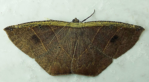 Cimicodes ferruginea Dapa, Valle Del Cauca, 2100m Cimicodes ferruginea