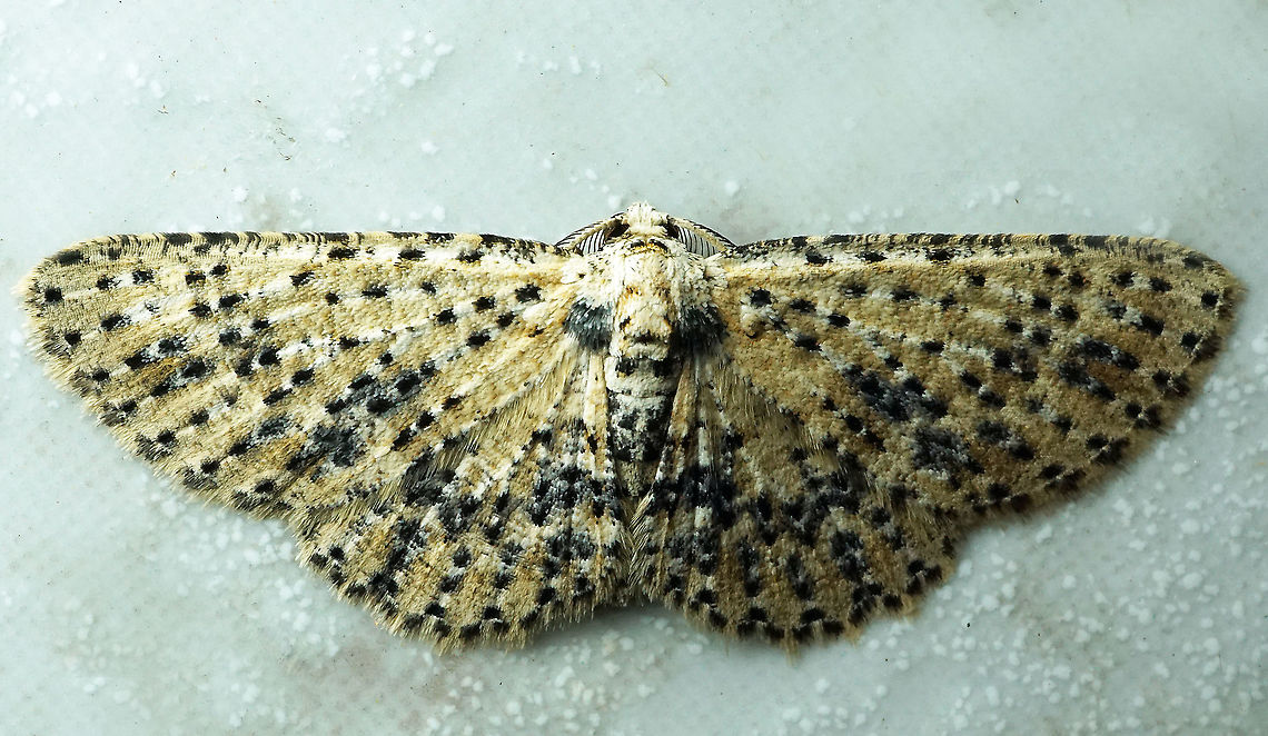 #533 Dapa, Valle Del Cauca, 2100m