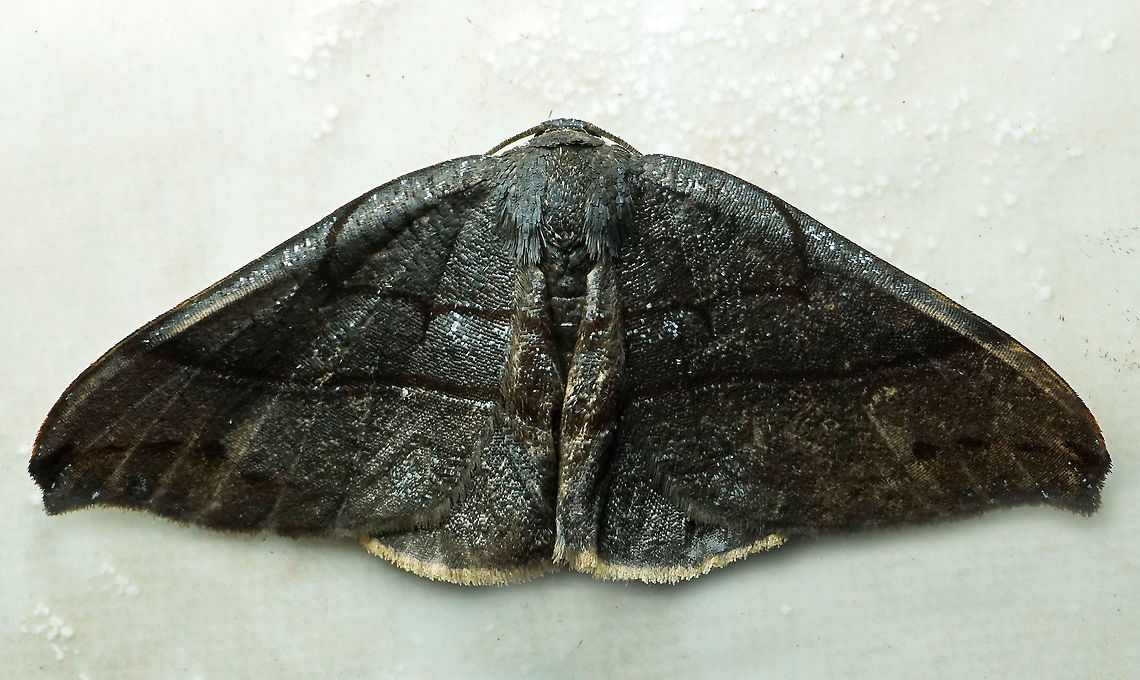 #534 Dapa, Valle Del Cauca, 2100m