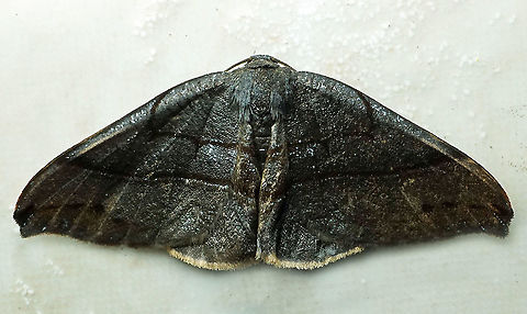 #534 Dapa, Valle Del Cauca, 2100m