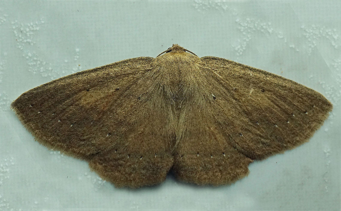 #535 Dapa, Valle Del Cauca, 2100m