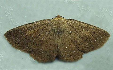 #535 Dapa, Valle Del Cauca, 2100m