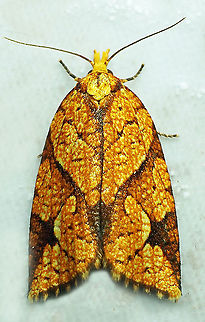 Cenopis reticulatana Dapa, Valle Del Cauca, 2100m Reticulated Sparganothis,Sparganothis reticulatana