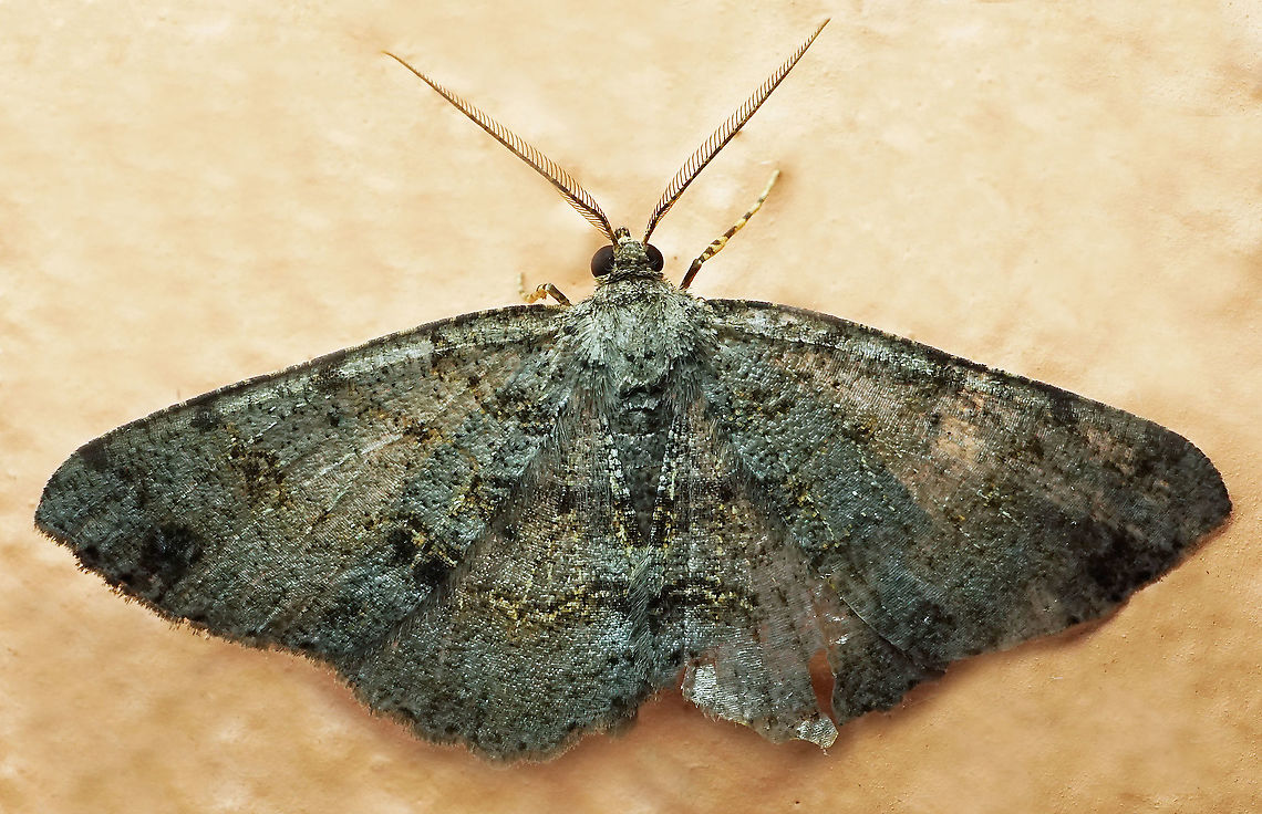 #538 Dapa, Valle Del Cauca, 2100m