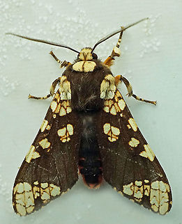 #539 Daoa, Valle Del Cauca, 2100m