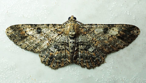 #540 Daoa, Valle Del Cauca, 2100m