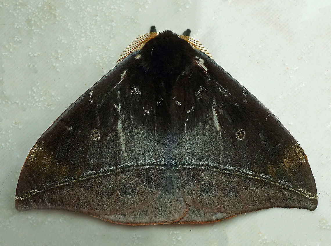 #541 Daoa, Valle Del Cauca, 2100m