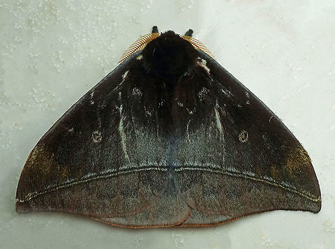 #541 Daoa, Valle Del Cauca, 2100m