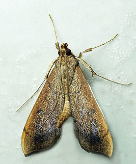 #542 Daoa, Valle Del Cauca, 2100m