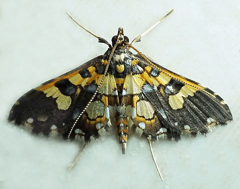 Eurrhyparodes sp. Dapa, Valle Del Cauca, 2100m