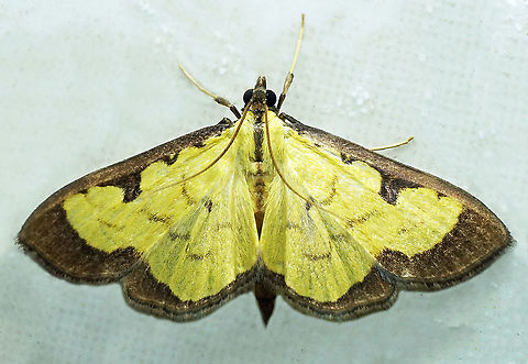 Goniorhynchus hampsoni Dapa, Valle Del Cauca, 2100m Goniorhynchus hampsoni