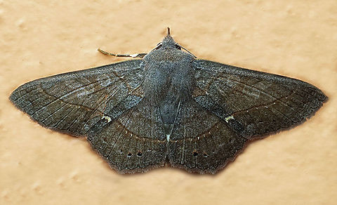 #545 Dapa, Valle Del Cauca,2100m