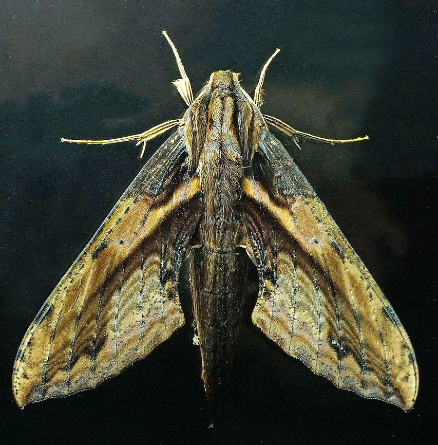 Xylophanes ceratomioides Dapa, Valle Del Cauca, 2100m Xylophanes ceratomioides