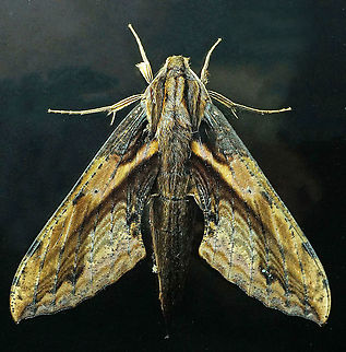 Xylophanes ceratomioides Dapa, Valle Del Cauca, 2100m Xylophanes ceratomioides