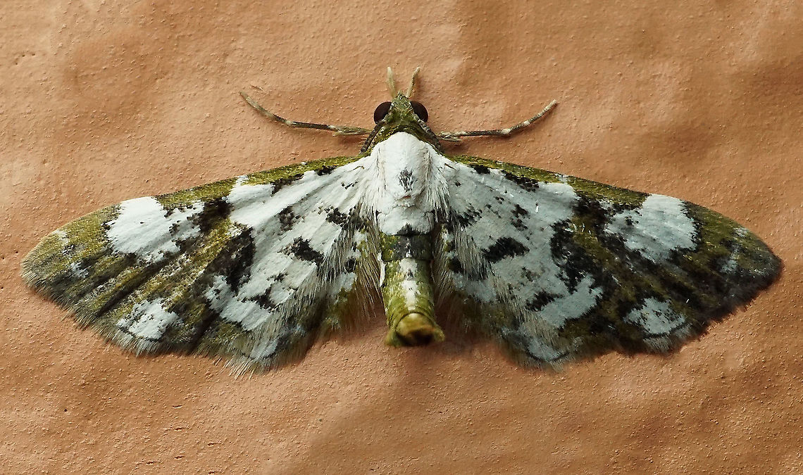 Eupithecia sp. Dapa, Valle Del Cauca, 2100m
