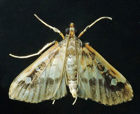 Polygrammodes sp. Dapa, Valle Del Cauca, 2100m
