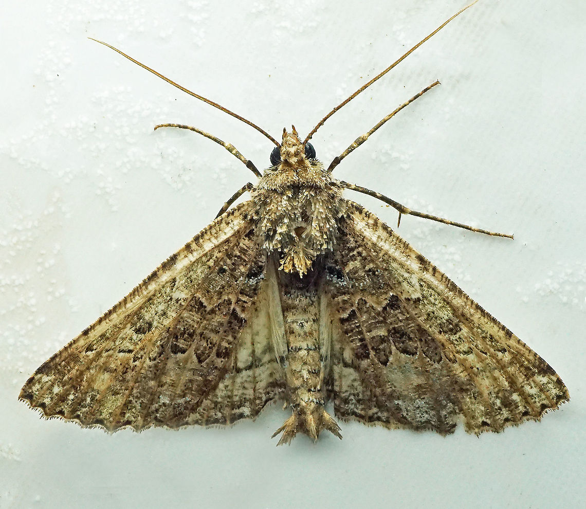 Aragua bistonaria Dapa, Valle Del Cauca, 2100m Aragua bistonaria,Aragua bistonaria bistonaria