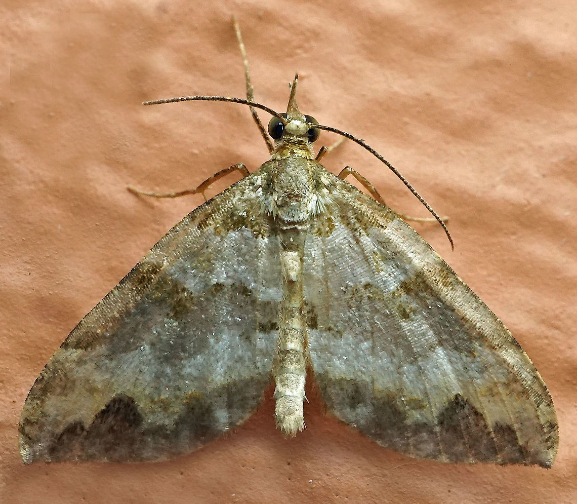 #550 Dapa, Valle Del Cauca, 2100m