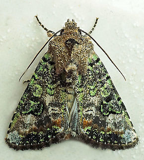 #551 Dapa, Valle Del Cauca, 2100m